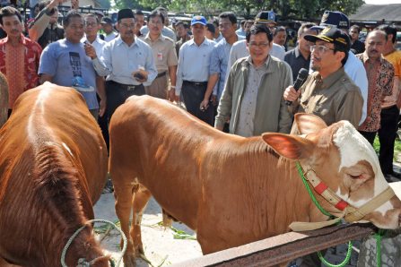 Sapi Impor Masuk Akhir Juli, Peternak Nasional Tetap Dilindungi